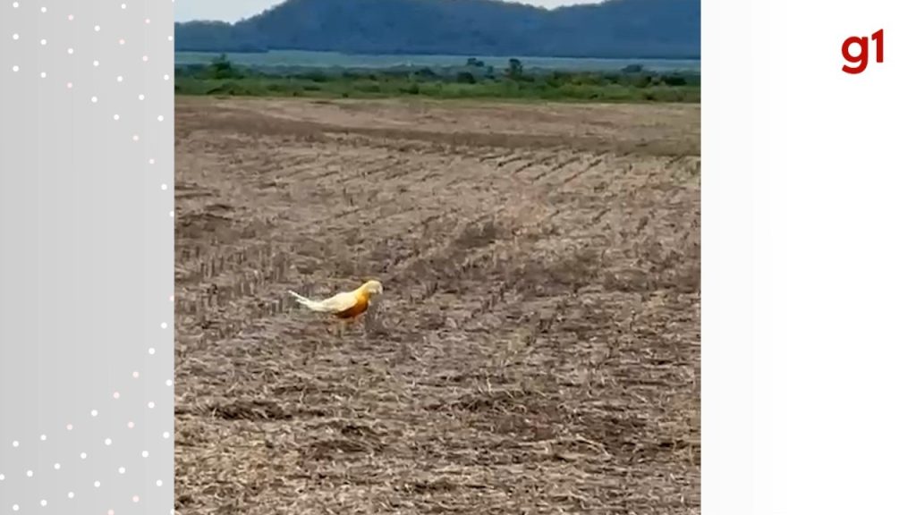 Arara-canindé com coloração rara chama atenção em lavoura do Tocantins: ‘Mutações genéticas’