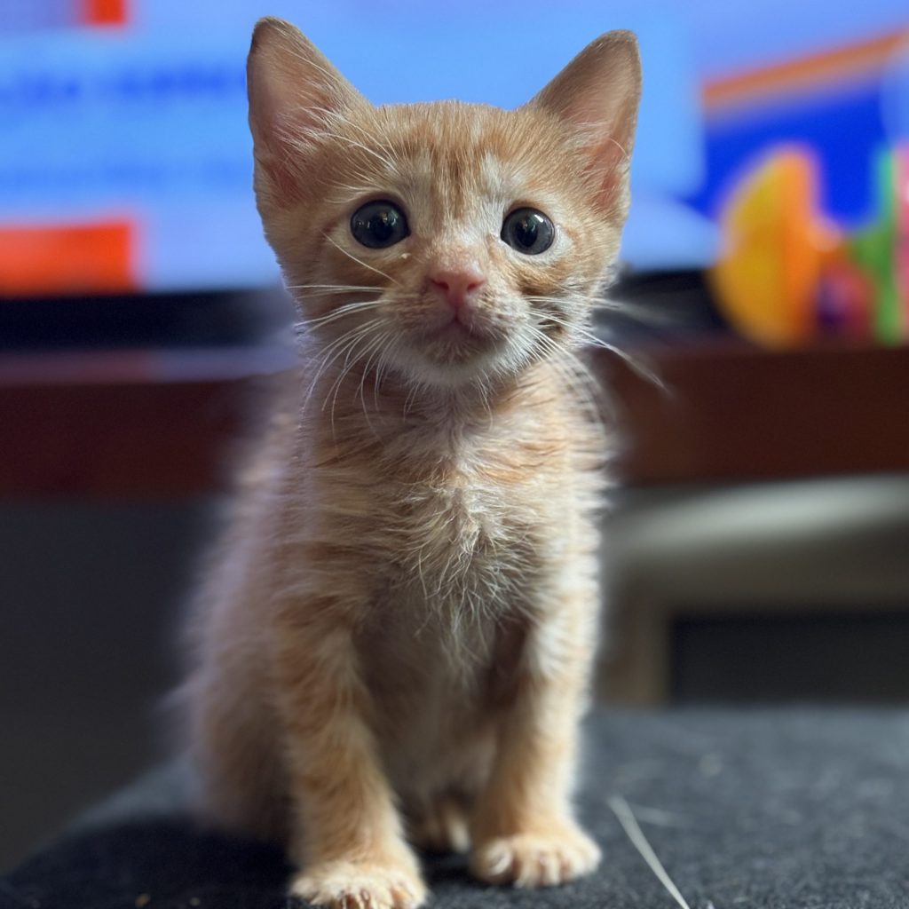 Areia para gatos: como escolher a melhor opção para tutores e seus pets