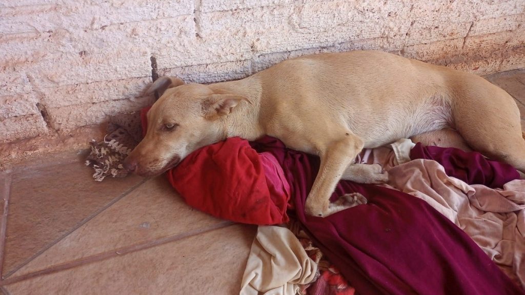 Atropelada em Guaraí, cadela de rua perde movimentos e precisa de cirurgias: ‘Se arrasta o dia todo’