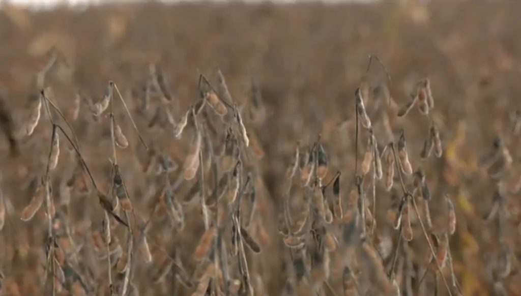 Acúmulo de chuva prejudica colheita de soja e plantio de milho no Tocantins; entenda