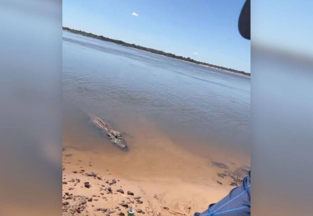 Pescador oferece peixe e interage com jacaré gigante TO: ‘Joãozinho, vem cá’